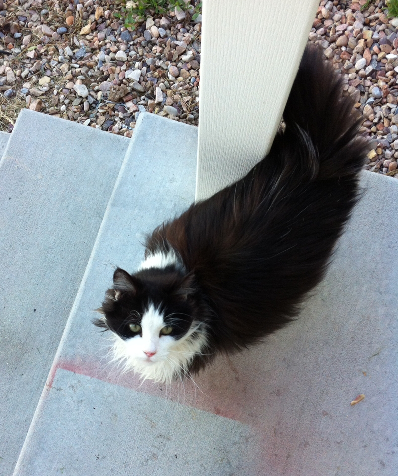 Gabs on front steps looking adorable